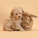 Cute Toy Labradoodle puppy and rabbit