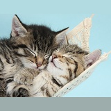 Cute tabby kittens sleeping in a hammock