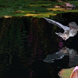 Brown Long-eared Bat drinking