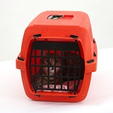Tabby kitten in a carrier