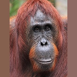 Orang utan portrait