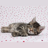 Cute tabby kitten on polka dot background