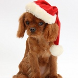 King Charles pup wearing a Santa hat