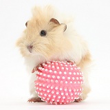 Young cinnamon-and-white Guinea pig with ball