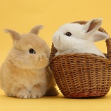 Sandy and white rabbits with basket