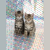 Cute tabby kittens, sitting on background
