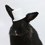 Black rabbit wearing a white top hat