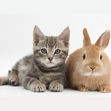 Tabby kitten with baby Netherland Dwarf rabbit