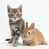 Tabby kitten with baby Netherland Dwarf rabbit