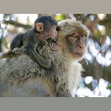 Gibraltar Barbary Macaque mother and baby