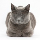 Russian Blue female cat dozing