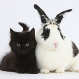 Fluffy black kitten and rabbit