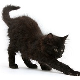 Fluffy black kitten, 9 weeks old, stretching