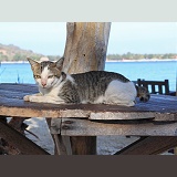 Knob-tailed cat on a beach-side table