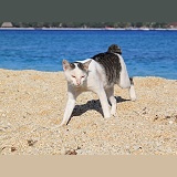 Knob-tailed cat walking on a beach