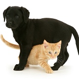 Black Labrador puppy and ginger kitten