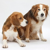 Beagle and Border Collie