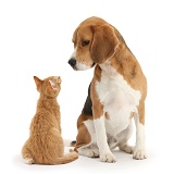 Beagle with ginger kitten