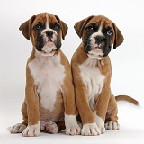 Two Boxer puppies sitting