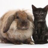 Black kitten and comical Lionhead-Lop rabbit