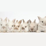 Six baby Lionhead x Lop bunnies in a row