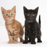 Ginger kitten and black kitten, 5 weeks old, standing
