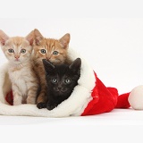 Three kittens, 5 weeks old, in a Santa hat
