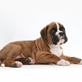Cute Boxer puppy lying with head up