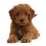 Cute playful red F1b Goldendoodle puppy