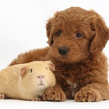 Red F1b Goldendoodle puppy and yellow Guinea pig