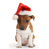 Jackahuahua pup wearing a Santa hat