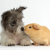 Jack Russell x Westie pup with yellow Guinea pig