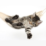 Cute tabby kitten in a hammock