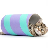 Cute tabby kitten playing with a tube