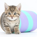 Cute tabby kitten playing with a tube