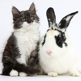 Fluffy silver-and-white kitten and rabbit