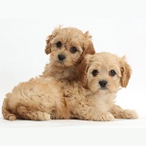 Two Cute Cavapoo puppies