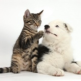 Tabby kitten and Black-and-white Border Collie pup