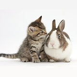 Cute tabby kitten and rabbit