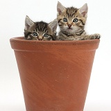 Cute tabby kittens in a flowerpot
