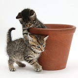 Cute tabby kittens with a flowerpot