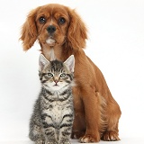 Cute tabby kitten and Ruby Cavalier Spaniel