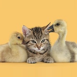 Cute tabby kitten with yellow goslings