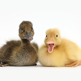 Brown and Yellow Ducklings
