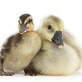 Yellow gosling and duckling