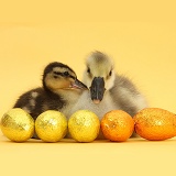 Yellow gosling and duckling with Easter eggs