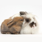 Brown-and-white rabbit and baby bunny