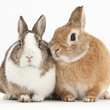 Netherland dwarf-cross rabbits