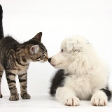 Tabby kitten and black-and-white Border Collie pup