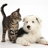 Tabby kitten and Black-and-white Border Collie pup